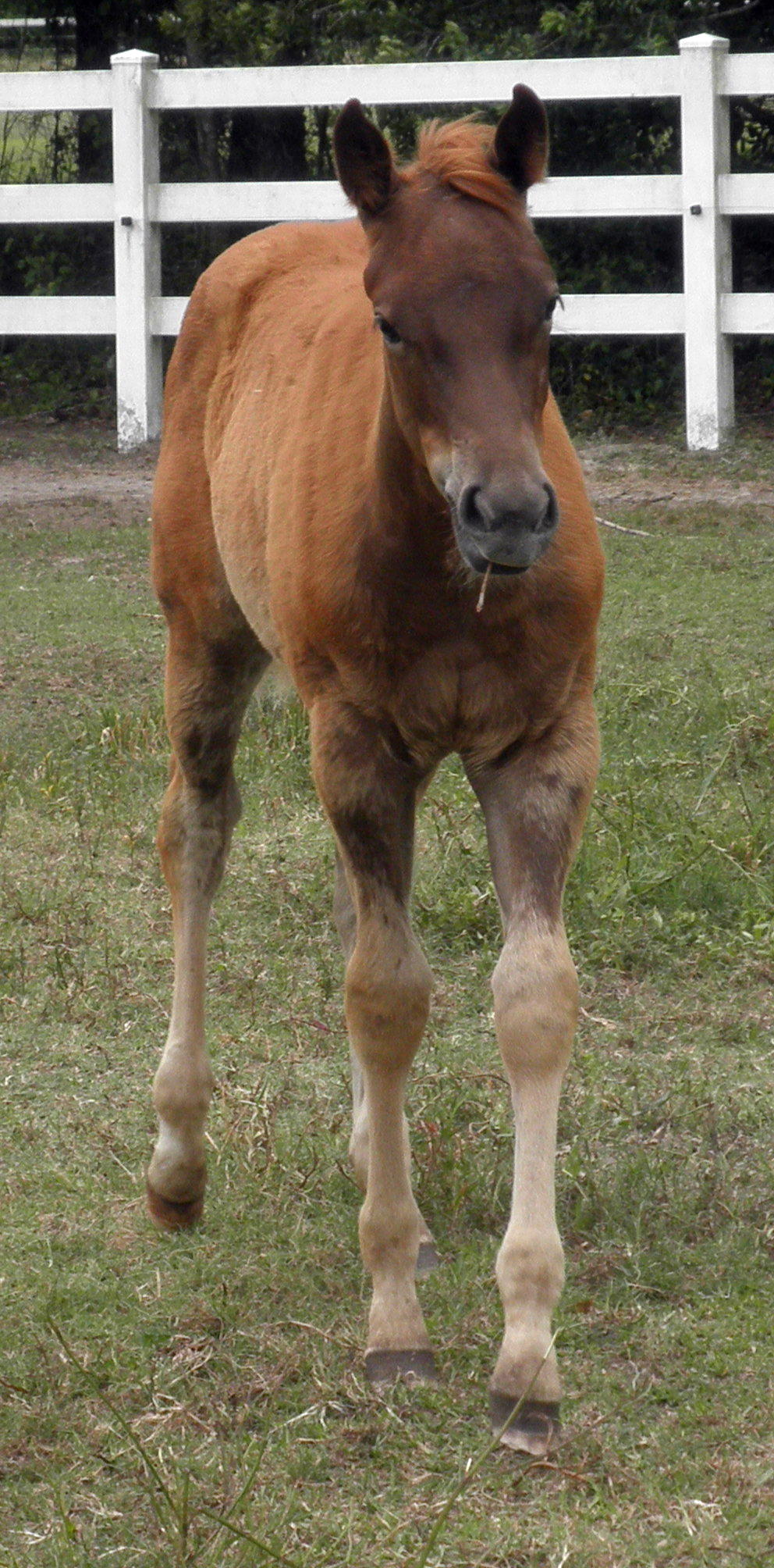 ValFoals